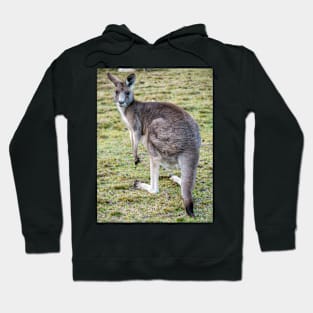 Eastern Grey Kangaroo Hoodie